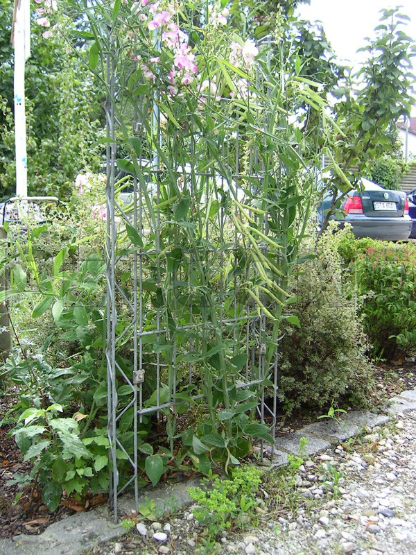 Колышки для подвязки помидоров, огурцов, растений 1,5метра